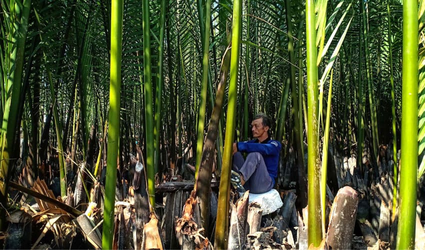 Bay Mau Coconut forest