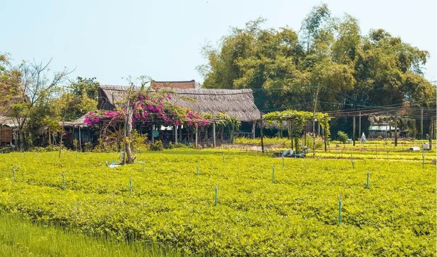 Vegetable Village Hoi An - best area to stay in hoi an