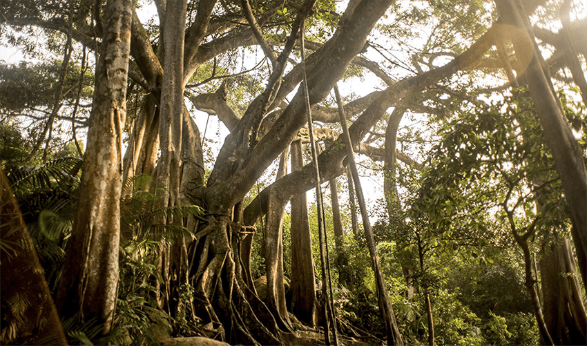 The-over-1000-year-Banyan-Tree-- hoi an to Monkey Mountain