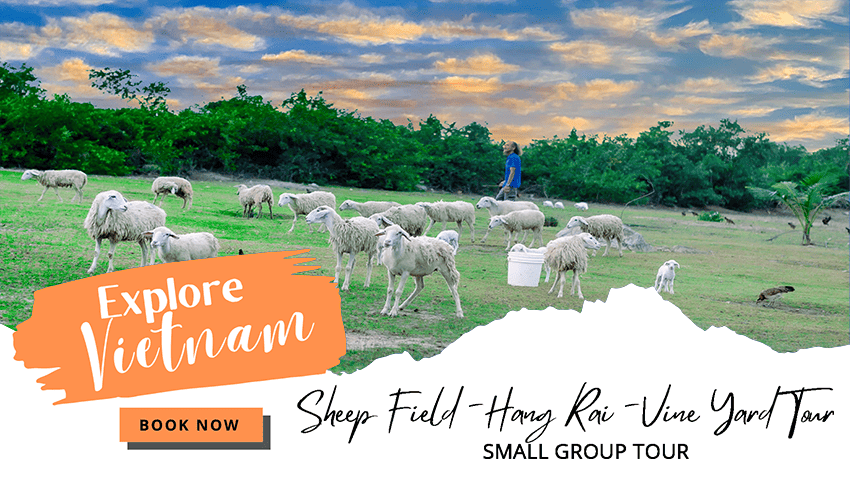 Sheep Field - Hang Rai - Vine Yard Tour